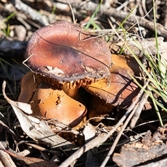Cortinarius sp. (Cortinarius) at Hawker, ACT - 6 Aug 2025 by AlisonMilton