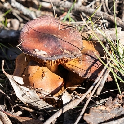 Cortinarius sp. (Cortinarius) at Hawker, ACT - 6 Aug 2025 by AlisonMilton