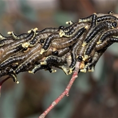 Perginae sp. (subfamily) (Unidentified pergine sawfly) at Gungahlin, ACT - 5 Aug 2025 by AlisonMilton