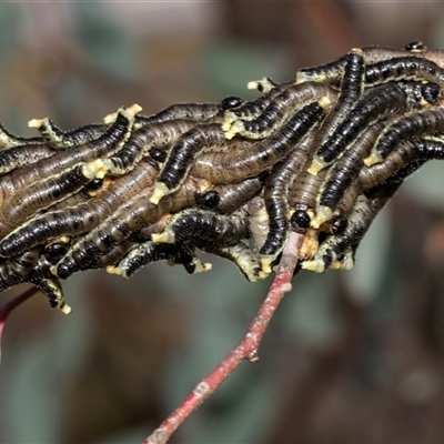 Perginae sp. (subfamily) (Unidentified pergine sawfly) at Gungahlin, ACT - 5 Aug 2025 by AlisonMilton