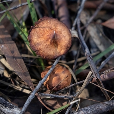 Unverified Cap on a stem; gills below cap [mushrooms or mushroom-like] at Bruce, ACT - 5 Aug 2025 by AlisonMilton