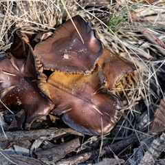 Unverified Cap on a stem; gills below cap [mushrooms or mushroom-like] at Bruce, ACT - 5 Aug 2025 by AlisonMilton