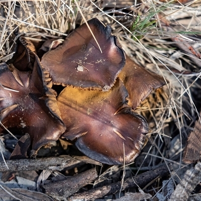 Unverified Cap on a stem; gills below cap [mushrooms or mushroom-like] at Bruce, ACT - 5 Aug 2025 by AlisonMilton