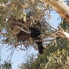 Corvus coronoides (Australian Raven) at Bruce, ACT - 5 Aug 2025 by AlisonMilton