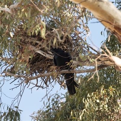 Corvus coronoides (Australian Raven) at Bruce, ACT - 5 Aug 2025 by AlisonMilton