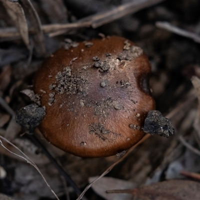 Cortinarius sp. (Cortinarius) at Bruce, ACT - 5 Aug 2025 by AlisonMilton
