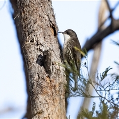 Cormobates leucophaea (White-throated Treecreeper) at Bruce, ACT - 5 Aug 2025 by AlisonMilton
