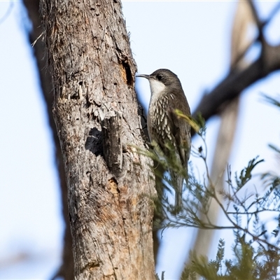 Cormobates leucophaea (White-throated Treecreeper) at Bruce, ACT - 5 Aug 2025 by AlisonMilton