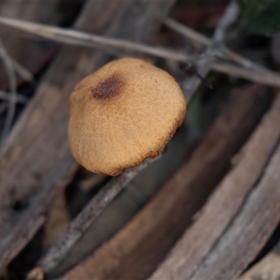 Unverified Cap on a stem; gills below cap [mushrooms or mushroom-like] at Bruce, ACT - 5 Aug 2025 by AlisonMilton