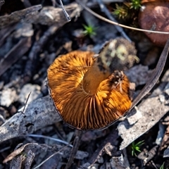 Cortinarius sp. (Cortinarius) at Bruce, ACT - 5 Aug 2025 by AlisonMilton