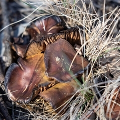 Cortinarius sp. (Cortinarius) at Bruce, ACT - 5 Aug 2025 by AlisonMilton