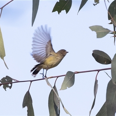 Smicrornis brevirostris (Weebill) at Bruce, ACT - 5 Aug 2025 by AlisonMilton