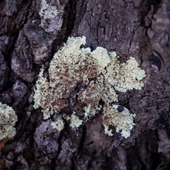 Flavoparmelia sp. at Bruce, ACT - 5 Aug 2025 by AlisonMilton
