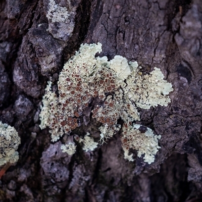 Flavoparmelia sp. at Bruce, ACT - 5 Aug 2025 by AlisonMilton