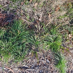 Nassella neesiana (Chilean Needlegrass) at Watson, ACT - 7 Aug 2025 by abread111