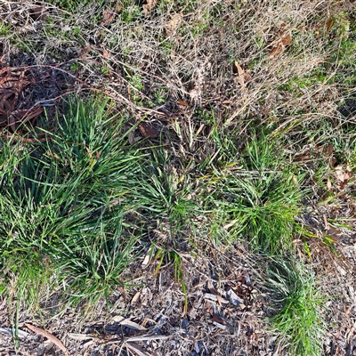 Nassella neesiana (Chilean Needlegrass) at Watson, ACT - 7 Aug 2025 by abread111