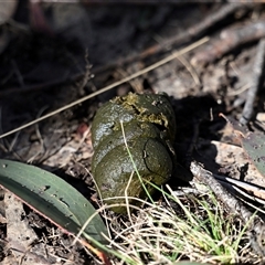 Vombatus ursinus at Brindabella, ACT - 6 Aug 2025 by davidcunninghamwildlife