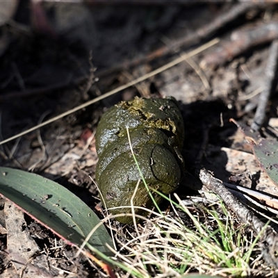 Vombatus ursinus at Brindabella, ACT - 6 Aug 2025 by davidcunninghamwildlife