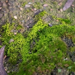 Unverified Moss, Liverwort or Hornwort at Bruce, ACT - 5 Aug 2025 by AlisonMilton