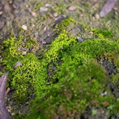 Unverified Moss, Liverwort or Hornwort at Bruce, ACT - 5 Aug 2025 by AlisonMilton