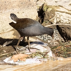 Gallinula tenebrosa (Dusky Moorhen) at Yarralumla, ACT - 14 Jul 2025 by AlisonMilton