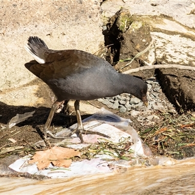 Gallinula tenebrosa (Dusky Moorhen) at Yarralumla, ACT - 14 Jul 2025 by AlisonMilton
