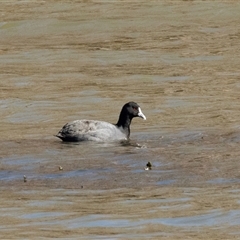 Fulica atra (Eurasian Coot) at Yarralumla, ACT - 14 Jul 2025 by AlisonMilton