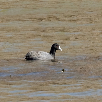 Fulica atra (Eurasian Coot) at Yarralumla, ACT - 14 Jul 2025 by AlisonMilton