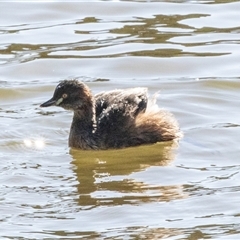 Tachybaptus novaehollandiae (Australasian Grebe) at Yarralumla, ACT - 14 Jul 2025 by AlisonMilton