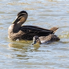 Anas superciliosa (Pacific Black Duck) at Yarralumla, ACT - 14 Jul 2025 by AlisonMilton