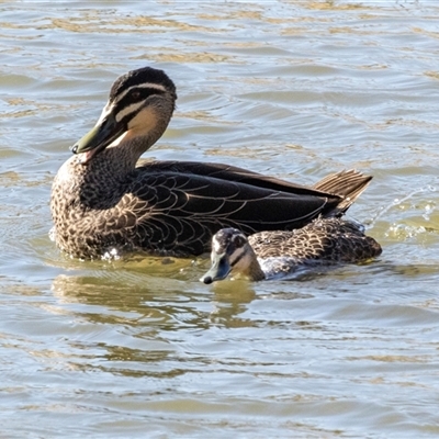 Anas superciliosa (Pacific Black Duck) at Yarralumla, ACT - 14 Jul 2025 by AlisonMilton