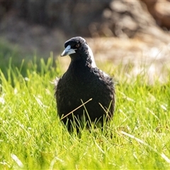 Gymnorhina tibicen (Australian Magpie) at Yarralumla, ACT - 14 Jul 2025 by AlisonMilton