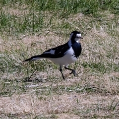 Grallina cyanoleuca (Magpie-lark) at Yarralumla, ACT - 14 Jul 2025 by AlisonMilton