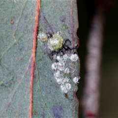 Glycaspis sp. (genus) (Unidentified sugary lerp) at Gungahlin, ACT - 5 Aug 2025 by AlisonMilton