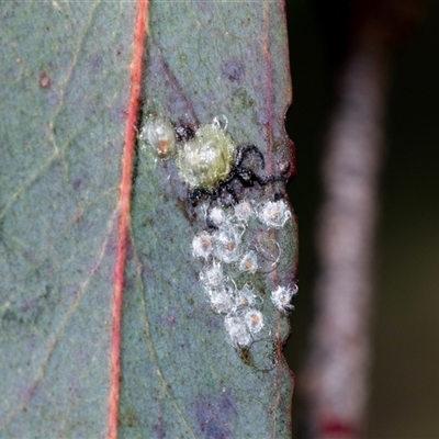 Glycaspis sp. (genus) (Unidentified sugary lerp) at Gungahlin, ACT - 5 Aug 2025 by AlisonMilton