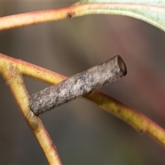 Hemibela (genus) (A Concealer moth (Wingia group) at Gungahlin, ACT - 5 Aug 2025 by AlisonMilton