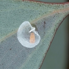 Hyalinaspis sp. (genus) (Eucalyptus psyllid) at Gungahlin, ACT - 5 Aug 2025 by AlisonMilton