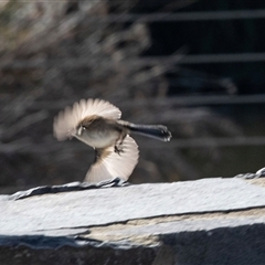 Malurus cyaneus (Superb Fairywren) at Gungahlin, ACT - 5 Aug 2025 by AlisonMilton