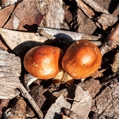 Unverified Cap on a stem; gills below cap [mushrooms or mushroom-like] at Gungahlin, ACT - 5 Aug 2025 by AlisonMilton