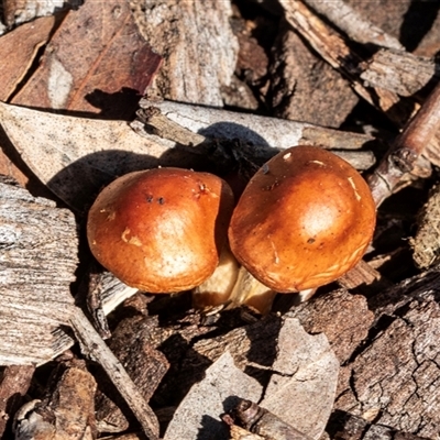 Unverified Cap on a stem; gills below cap [mushrooms or mushroom-like] at Gungahlin, ACT - 5 Aug 2025 by AlisonMilton