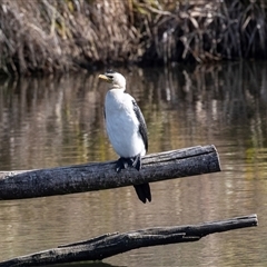 Microcarbo melanoleucos (Little Pied Cormorant) at Gungahlin, ACT - 5 Aug 2025 by AlisonMilton