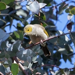 Ptilotula penicillata (White-plumed Honeyeater) at Gungahlin, ACT - 5 Aug 2025 by AlisonMilton