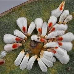 Pulvinaria sp. (genus) (Unidentified Pulvinaria scale insect) at Acton, ACT - 5 Aug 2025 by TimL