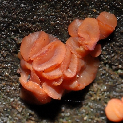 Unverified Jelly-like; smooth, featureless surface at Paddys River, ACT - 6 Aug 2025 by TimL