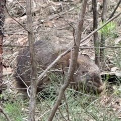 Vombatus ursinus (Bare-nosed Wombat, Common wombat) at Bucketty, NSW - 7 Aug 2025 by MartinPredavec