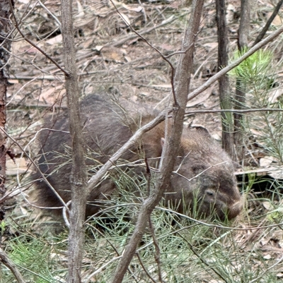 Vombatus ursinus (Bare-nosed Wombat, Common wombat) at Bucketty, NSW - 7 Aug 2025 by MartinPredavec