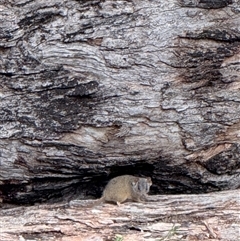 Antechinus flavipes (Yellow-footed Antechinus) at Bucketty, NSW - 7 Aug 2025 by MartinPredavec