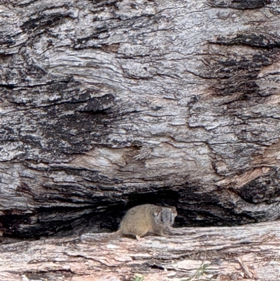Antechinus flavipes (Yellow-footed Antechinus) at Bucketty, NSW - 7 Aug 2025 by MartinPredavec