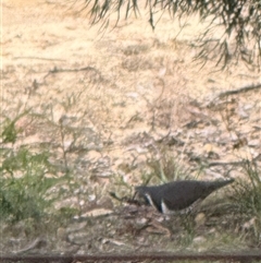 Leucosarcia melanoleuca (Wonga Pigeon) at Bucketty, NSW - 7 Aug 2025 by MartinPredavec