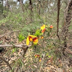 Dillwynia sp. at Bucketty, NSW - 7 Aug 2025 by MartinPredavec